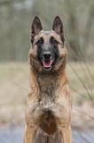 MALINOIS 676